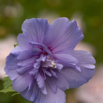 Hibiscus syriacus - ''Blue Chiffon®'' Rose of Sharon