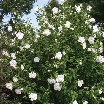 Hibiscus syriacus ''Notwoodtwo'' PP12,612 (Rose of Sharon) - White Chiffon® Rose of Sharon
