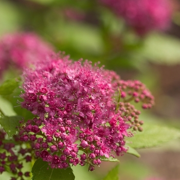 Spiraea japonica ''Yan'' PP21615, Can 4074 (Spirea) - Double Play® Gold