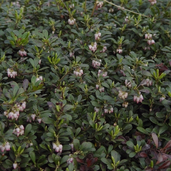 Arctostaphylos uva-ursi ''Massachusetts'' (Common Bearberry) - Massachusetts Common Bearberry
