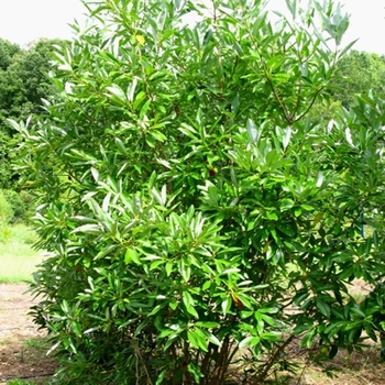 Magnolia virginiana (Sweetbay Magnolia) - Sweetbay Magnolia