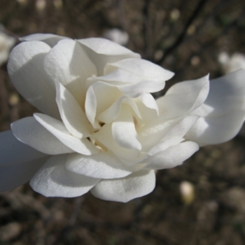 Magnolia stellata (Star Magnolia) - Star Magnolia