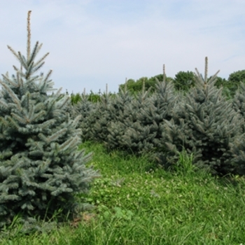 Picea pungens ''Fat Albert'' (Colorado Blue Spruce) - Fat Albert Colorado Blue Spruce