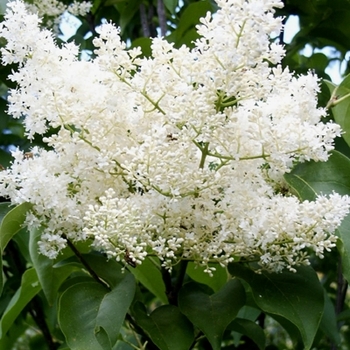 Syringa reticulata ''Ivory Silk'' (Japanese Tree Lilac) - Ivory Silk Japanese Tree Lilac