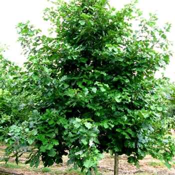 Quercus bicolor (Swamp White Oak) - Swamp White Oak
