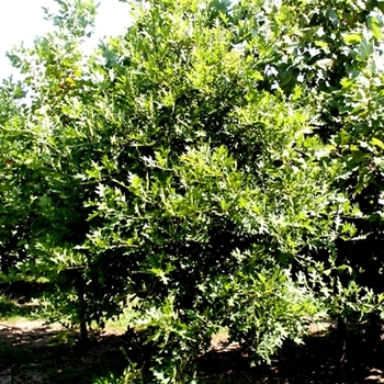 Quercus phellos (Willow Oak) - Willow Oak