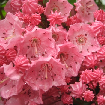 Kalmia latifolia ''Pink Charm'' (Pink Charm Mountain Laurel) - Pink Charm Pink Charm Mountain Laurel
