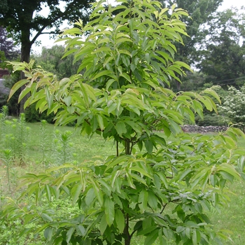 Oxydendrum arboreum (Sourwood) - Sourwood
