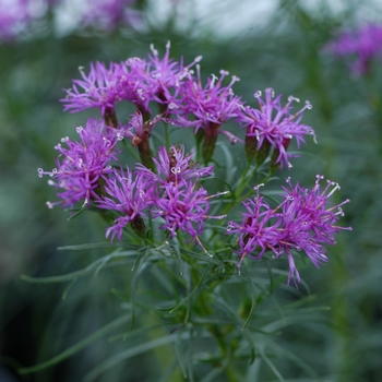 Vernonia lettermannii ''Iron Butterfly'' (Ironweed) - Iron Butterfly Ironweed
