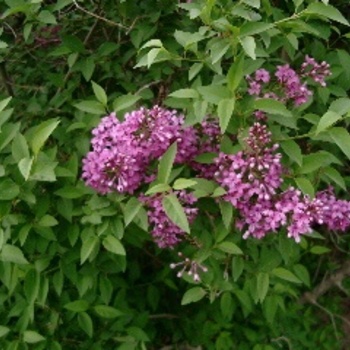 Syringa persica (Persian Lilac) - Persian Lilac