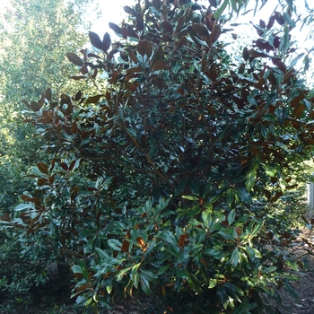 Magnolia grandiflora ''Kay Parris'' (Magnolia) - Kay Parris Magnolia