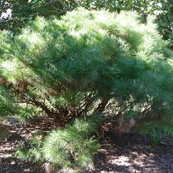 Pinus densiflora ''Umbraculifera (Tanyosho)'' (Japanese Red Pine) - Umbraculifera (Tanyosho) Japanese Red Pine