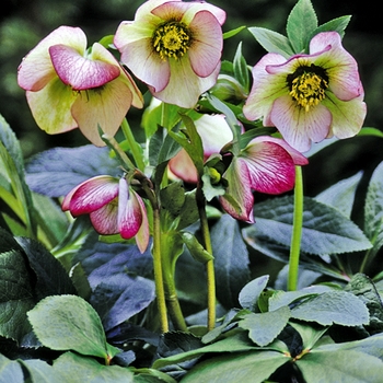 Helleborus orientalis ''Picotee Lady'' (Lenten Rose) - Picotee Lady Lenten Rose