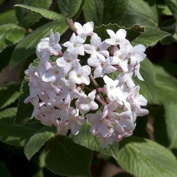 Viburnum carlesii (Koreanspice Viburnum) - Koreanspice Viburnum