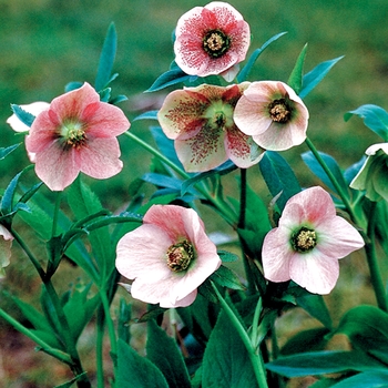 Helleborus orientalis 'Pink Lady' - Lenten Rose
