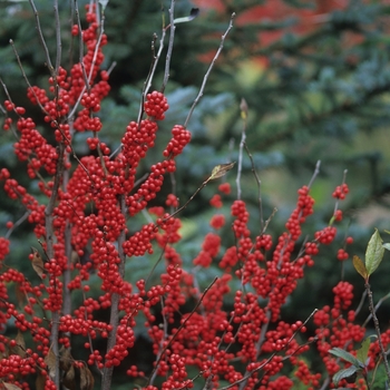 Ilex verticillata ''Winter Red'' (Winterberry) - Winter Red Winterberry