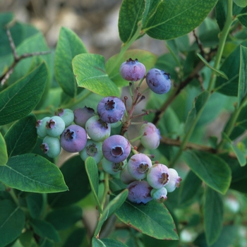 Vaccinium corymbosum ''Elliott'' (Blueberry) - Elliott Blueberry
