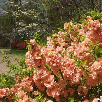 Chaenomeles japonica (speciosa) ''Cameo'' (Flowering Quince) - Cameo Flowering Quince