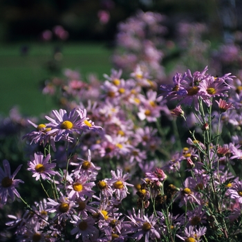 Chrysanthemum x rubellum 'Clara Curtis' - Clara Curtis Mum
