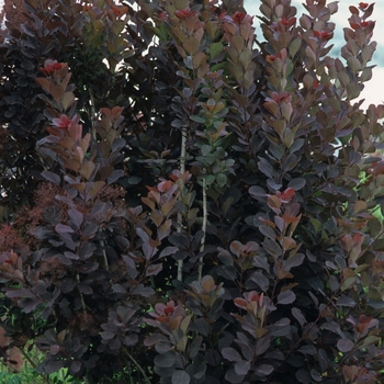 Cotinus coggygria ''Royal Purple'' (Smokebush) - Royal Purple Smokebush
