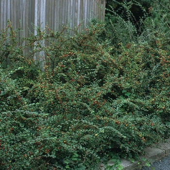 Cotoneaster divaricatus - Spreading Cotoneaster