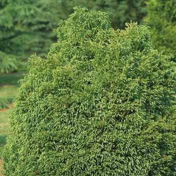Cryptomeria japonica ''Globosa Nana'' (Dwarf Globe Japanese Cedar) - Globosa Nana Dwarf Globe Japanese Cedar