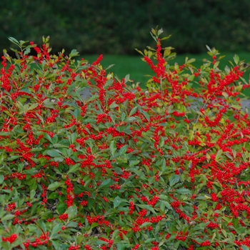 Ilex verticillata ''Red Sprite'' (Winterberry) - Red Sprite Winterberry