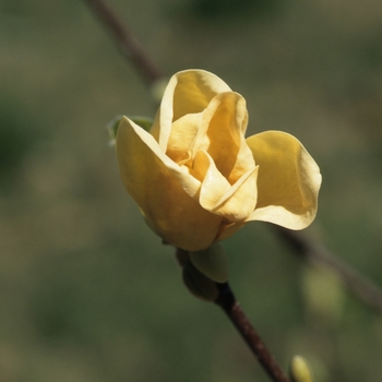 Magnolia x brooklynensis ''Yellow Bird'' (Magnolia) - Yellow Bird Magnolia
