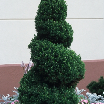 Picea glauca ''Conica'' (White Spruce) - Conica White Spruce