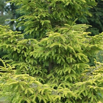Picea orientalis ''Skylands'' (Caucasian Spruce) - Skylands Caucasian Spruce