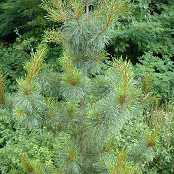 Pinus koraiensis ''Rowe Arboretum'' (Rowe Arboretum Korean Pine) - Rowe Arboretum Rowe Arboretum Korean Pine