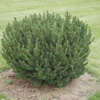 Pinus mugo ''Sherwood Compact'' (Compact Mugo Pine) - Sherwood Compact Compact Mugo Pine