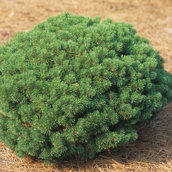 Pinus mugo ''Mops'' (Mugo Pine) - Mops Mugo Pine