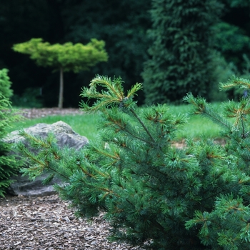 Pinus parviflora ''Bergman'' (Japanese White Pine) - Bergman Japanese White Pine