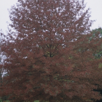 Quercus coccinea (Scarlet Oak) - Scarlet Oak