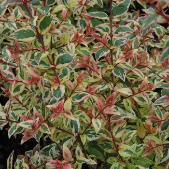 Abelia x grandiflora ''Mardi Gras'' PP15203 (Abelia) - Mardi Gras Abelia