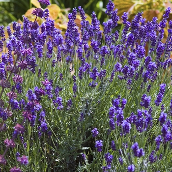 Lavandula angustifolia - ''Hidcote'' Lavender