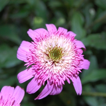 Echinacea purpurea ''Pink Double Delight'' (Coneflower) - Pink Double Delight Coneflower