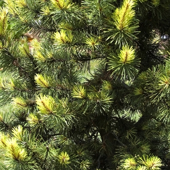 Pinus contorta ''Taylor''s Sunburst'' (Lodgepole Pine) - Taylor''s Sunburst Lodgepole Pine