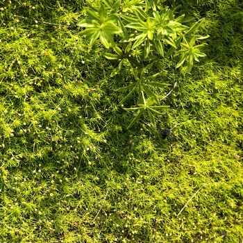 Sagina subulata ''Aurea'' (Irish Moss) - Aurea Irish Moss