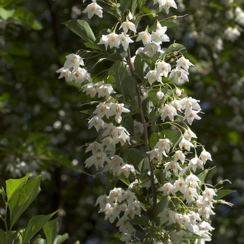 Styrax japonicus (Japanese Snowbell) - Japanese Snowbell