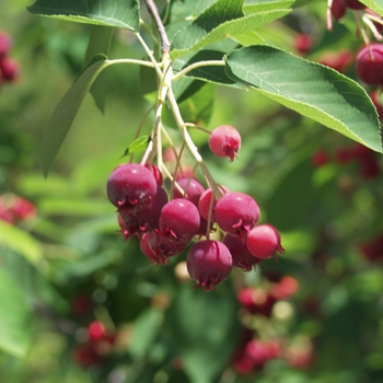 Amelanchier x grandiflora ''Autumn Brilliance™'' (Serviceberry) - Autumn Brilliance™ Serviceberry