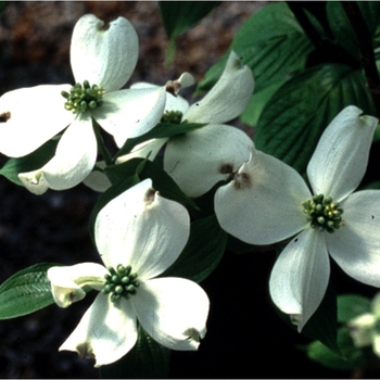 Cornus florida ''Appalachian Spring'' (Dogwood) - Appalachian Spring Dogwood