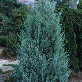 Juniperus scopulorum ''Wichita Blue'' (Juniper) - Wichita Blue Juniper