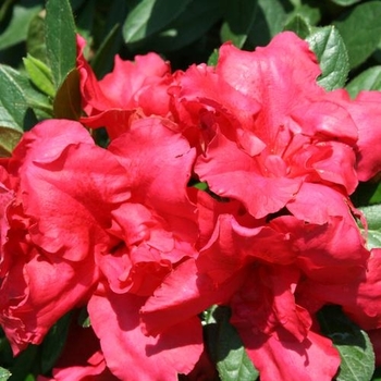 Rhododendron (Reblooming Azalea) - Bloom-A-Thon® 'Red'