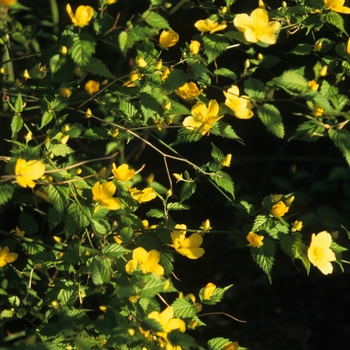 Kerria japonica (Japanese Kerria) - Japanese Kerria