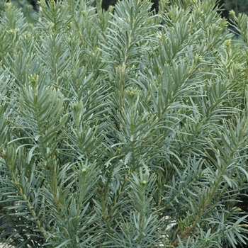 Cephalotaxus harringtonia ''Fastigiata'' (Japanese Plum Yew) - Fastigiata Japanese Plum Yew