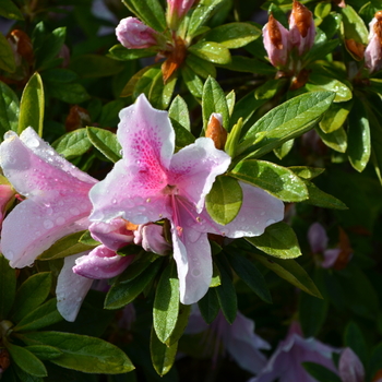 Rhododendron Southern Indica hybrid - 'George Taber' Azalea