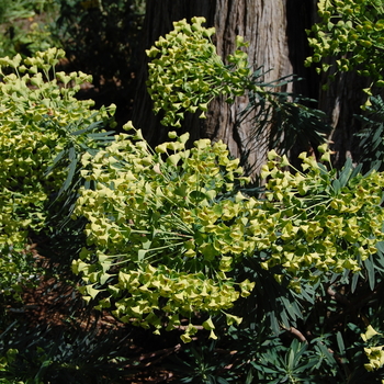 Euphorbia 'Shorty' - Spurge