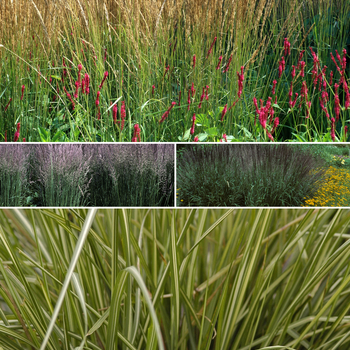 Calamagrostis ''Multiple Varieties'' (Assorted, Reed Grass) - Multiple Varieties Assorted, Reed Grass